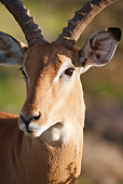 AFW 02 MC0008 01
Head Shot Of Impala Male In Samburu Game Reserve, Kenya