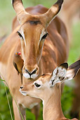 AFW 02 MC0009 01
Impala Mother With Fawn And Red-Billed Oxpecker In Samburu Game Reserve, Kenya