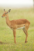 AFW 02 MC0010 01
Portrait Of Impala Doe Standing In Rain At Lake Nakuru National Park, Kenya