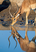 AFW 02 MH0001 01
Portrait Of Black-Faced Impala Male Drinking From Watering Hole