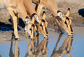 AFW 02 MH0002 01
Close-Up Of Black-Faced Impala Females Drinking From Watering Hole