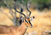 AFW 02 MH0003 01
Portrait Of Black-Faced Impala Male Standing In Grassland
