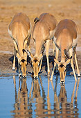 AFW 02 MH0004 01
Portrait Of Black-Faced Impala Females Drinking From Watering Hole