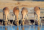 AFW 02 MH0005 01
Portrait Of Black-Faced Impala Females Drinking From Watering Hole