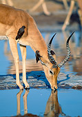 AFW 02 MH0006 01
Portrait Of Black-Faced Impala Male Drinking From Watering Hole