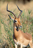 AFW 02 MH0007 01
Portrait Of Black-Faced Impala Male Standing In Grassland