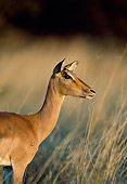 AFW 02 MH0008 01
Portrait Of Black-Faced Impala Female Standing In Grassland At Sunset