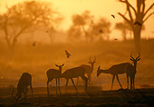 AFW 02 MH0009 01
Group Of Black-Faced Impala Standing In Grassland  At Sunset