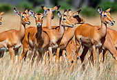AFW 02 MH0010 01
Group Of Black-Faced Impala Females Standing In Grassland