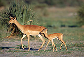 AFW 02 MH0011 01
Black-Faced Impala Mother Walking With Young On Grassland