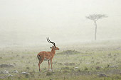 AFW 02 NE0006 01
Impala Standing In Rain Masai Mara National Reserve, Kenya