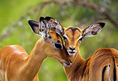 AFW 02 KH0001 01
Close-Up Of Two Impala Standing On Savanna