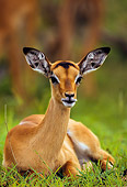AFW 02 KH0002 01
Impala Laying On Savanna