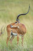 AFW 02 NE0001 01
Male Impala Standing On Savanna Kenya
