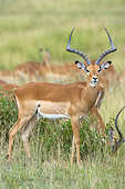 AFW 02 NE0002 01
Male Impala Standing On Savanna Kenya
