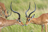 AFW 02 NE0003 01
Close-Up Of Two Male Impala Standing On Savanna Kenya