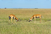 AFW 02 NE0004 01
Two Male Impala Standing On Savanna Fighting Kenya