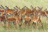 AFW 02 NE0005 01
Herd Of Impala Standing On Savanna Kenya