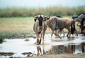 AFW 03 BA0001 01
Herd Of Wildebeest Walking In Puddle On Savanna