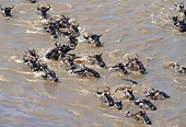 AFW 03 GL0001 01
Group Of Black Wildebeest (White-Tailed Gnu) Walking Through Stream