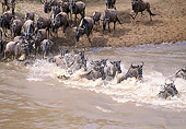 AFW 03 GL0002 01
Group Of Black Wildebeest (White-Tailed Gnu) Walking Through Stream