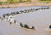 AFW 03 GL0003 01
Herd Of Blue Wildebeest Running Through Stream Kenya