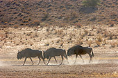 AFW 03 HP0001 01
Three Blue Wildebeest Walking Through Kgalagadi Transfrontier Park, South Africa