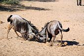 AFW 03 HP0002 01
Two Blue Wildebeests Fighting On Sand Mkuze Game Reserve, South Africa