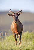 AFW 03 HP0003 01
Young Black Wildebeest Standing In Grass South Africa