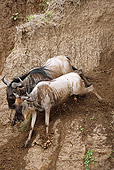 AFW 03 MC0001 01
White-Bearded Wildebeests Running Down Embankment To Cross River Kenya