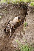 AFW 03 MC0002 01
White-Bearded Wildebeests Running Down Embankment To Cross River Kenya