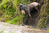AFW 03 MC0003 01
White-Bearded Wildebeests Running Down Embankment To Cross River Kenya