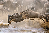 AFW 03 MC0004 01
Herd Of White-Bearded Wildebeests Crossing River Kenya