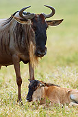 AFW 03 MC0005 01
Portrait Of Wildebeest Mother With Newborn Calf Tanzania