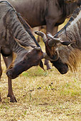 AFW 03 MC0006 01
Two Wildebeest Fighting For Dominance Tanzania