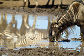 AFW 03 MC0007 01
Wildebeest Drinking From Watering Hole By Reflections Tanzania