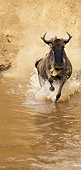 AFW 03 MC0008 01
White-Bearded Wildebeest Crossing Mara River Kenya