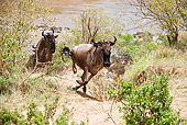 AFW 03 MC0009 01
Herd Of White-Bearded Wildebeest Crossing Mara River Kenya