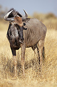 AFW 03 MC0010 01
White-Bearded Wildebeest Standing In Tall Grass In Moremi Game Reserve, Botswana