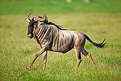 AFW 03 MH0001 01
Blue Wildebeest Running On Savanna
