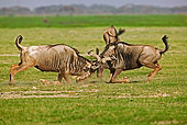 AFW 03 MH0002 01
Two Blue Wildebeest Fighting On Savanna