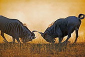 AFW 03 MH0003 01
Two Blue Wildebeest Fighting On Savanna