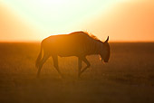 AFW 03 MH0004 01
Blue Wildebeest Walking On Savanna At Sunset