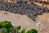 AFW 03 MH0005 01
Herd Of Wildebeest Trapped By High Cliffs While Crossing Mara River Kenya