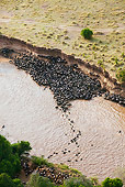 AFW 03 MH0006 01
Herd Of Wildebeest Trapped By High Cliffs While Crossing Mara River Kenya