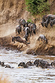 AFW 03 MH0007 01
Herd Of Wildebeest Crossing Mara River Kenya