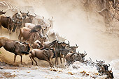 AFW 03 MH0008 01
Herd Of Wildebeest Crossing Mara River Kenya