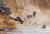 AFW 03 MH0009 01
Herd Of Wildebeest Crossing Mara River Kenya