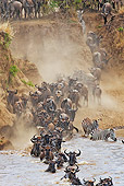 AFW 03 MH0010 01
Herd Of Wildebeest Crossing Mara River Kenya