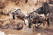 AFW 03 MH0011 01
Herd Of Wildebeest Crossing Mara River Kenya